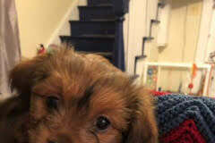 Small puppy on couch