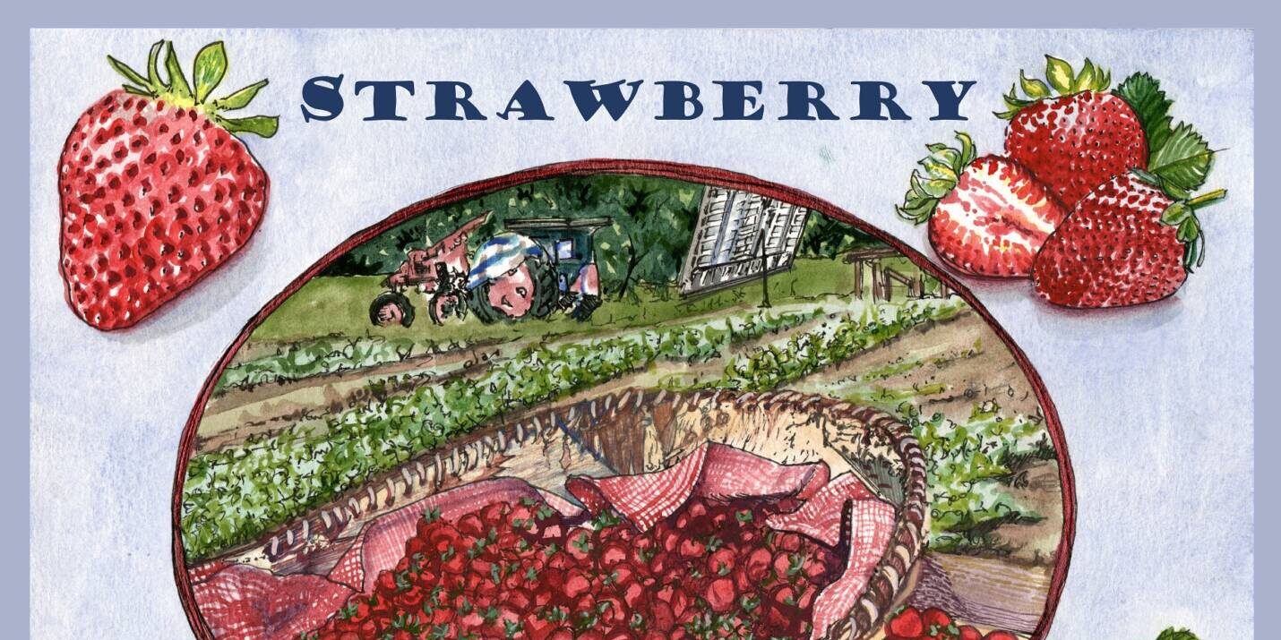 Strawberry field drawing