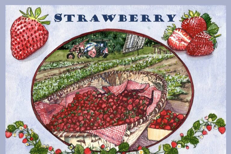 Strawberry field drawing