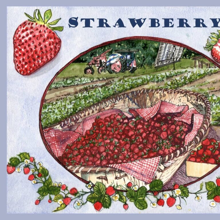 12 25 WP SP 2021 FINAL Strawberry field drawing