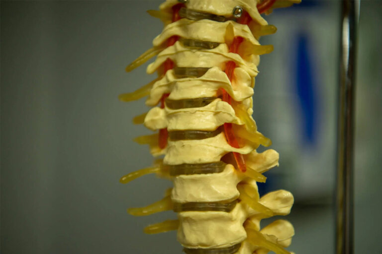 Skelton spine